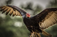 Vulture II Fine Art Print