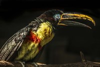 Little Toucan Fine Art Print