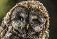 Lapland Owl Fine Art Print