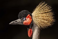 Crowned Crane Close Up Fine Art Print