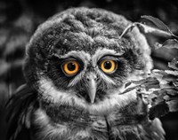 Young Owl Black & White Fine Art Print