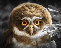 Young Owl Fine Art Print