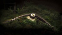Sea Eagle Flight Fine Art Print