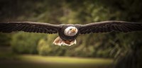 Sea Eagle Flight II Fine Art Print