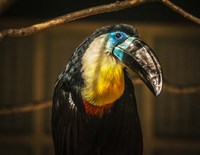 Toucan V Fine Art Print