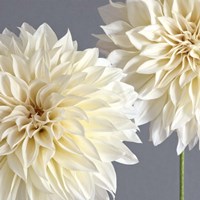 2 Cream Dahlias on Gray Fine Art Print