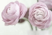 2 Pink Rannunculus Fine Art Print