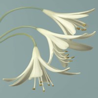 3 Snowdrops on Blue Fine Art Print