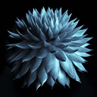 Blue Cacti on Black Fine Art Print