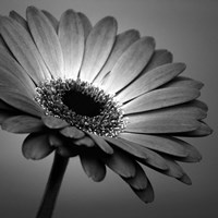 BW Gerbera 1 Fine Art Print