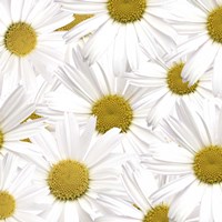 Collection of Daisies Fine Art Print