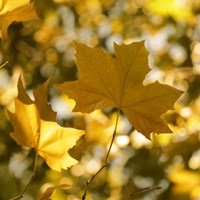 Fall Leaves1 Fine Art Print