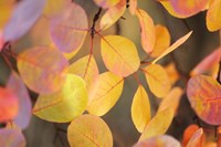 Fall Leaves 2 Fine Art Print