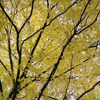 Fall Leaves 3 Fine Art Print