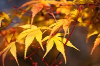 Fall Leaves 7 Fine Art Print