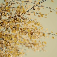 Fall Leaves 10 Fine Art Print