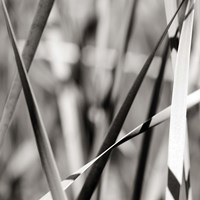 Leaves BW 2 Fine Art Print