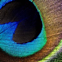 Peacock Feather 2 Fine Art Print