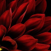 Red Dahlia Close up Fine Art Print
