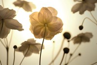 Silhouette in Field Fine Art Print