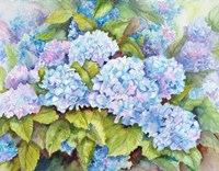 A Cluster of Hydrangeas Fine Art Print