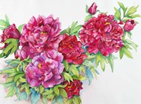 A Study of Red Peonies Fine Art Print