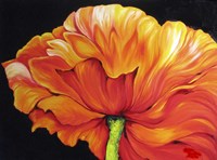 A Single Poppy Fine Art Print