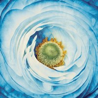 White Peony with Blue Fine Art Print