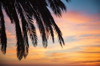 Sunset Palms I Framed Print