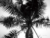 Palm Tree Looking Up III Fine Art Print