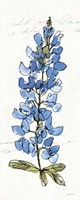 Texas Bluebonnet III Fine Art Print