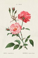 Rosa Fine Art Print