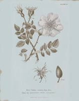 Conversations on Botany IV Blue Fine Art Print