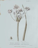 Conversations on Botany II Blue Framed Print