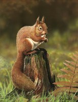 Red Squirrel Fine Art Print