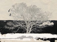 Silver Tree Fine Art Print