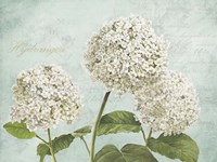 Hydrangeas I (Aqua) Fine Art Print
