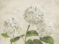 Hydrangeas I (Neutre) Fine Art Print