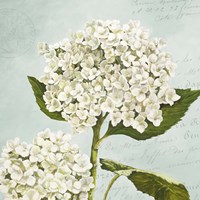 Hydrangeas II (Aqua) Fine Art Print