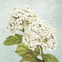 Hydrangeas III (Aqua) Fine Art Print