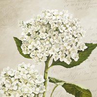 Hydrangeas II (Neutre) Fine Art Print