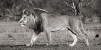Lion Walking in African Savannah Fine Art Print