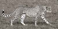 Cheetah Hunting, Masai Mara Fine Art Print