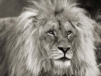 King of Africa Fine Art Print