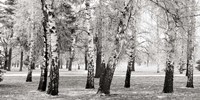Birches in a Park Fine Art Print