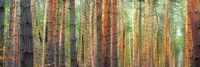 Colors of the Woods Fine Art Print
