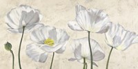 Poppies in White Fine Art Print