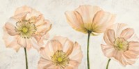 Poppies in Pink Fine Art Print