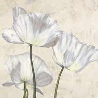 Poppies in White II Fine Art Print