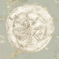 Cone Shells I Fine Art Print